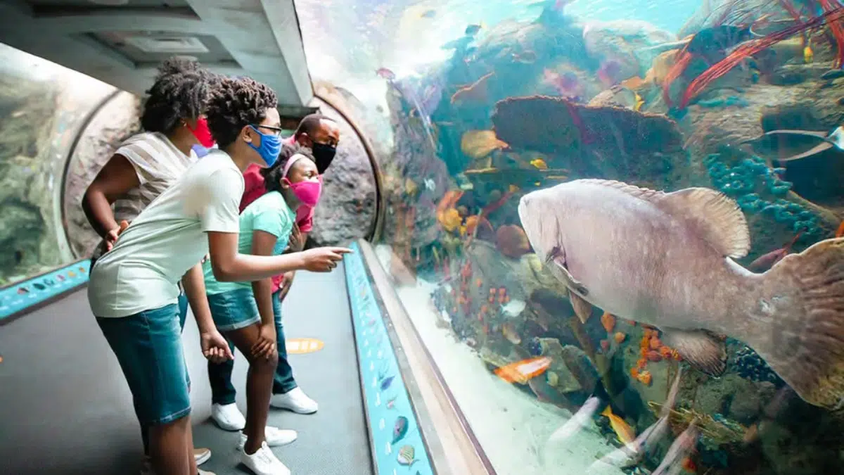 Exhibiciones en el Acuario del Pacífico