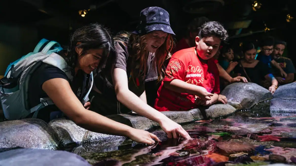 Experiencias en el Acuario del Pacífico